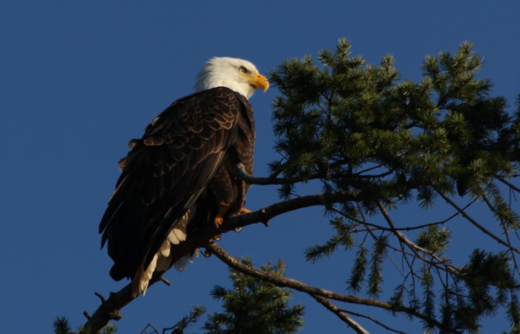 Mature Bald Eagle Watching Barking Sea Lions